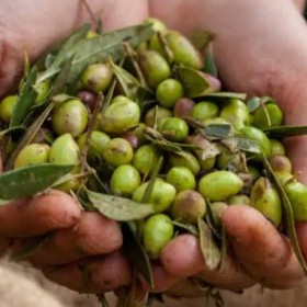 Olives vertes naturel