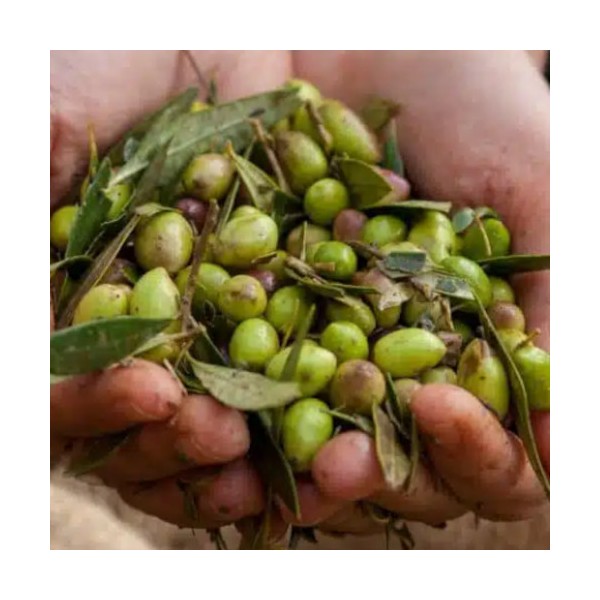Olives vertes naturel