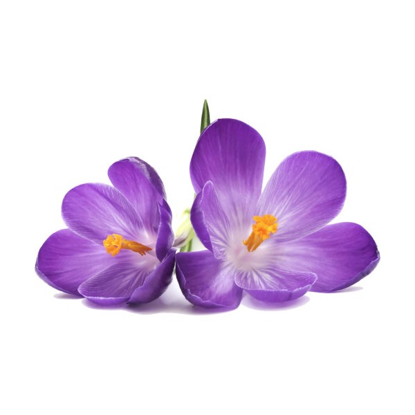 Confit Fleurs de Violette