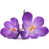 Confit Fleurs de Violette