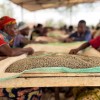 Café sélection Burundi Shikankoni