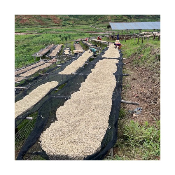 Café sélection Burundi Shikankoni