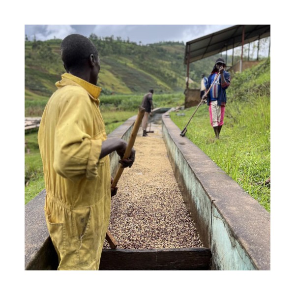 Café sélection Burundi Shikankoni